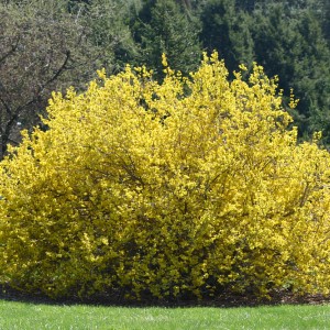 Сеянец форзиции яйцевидной