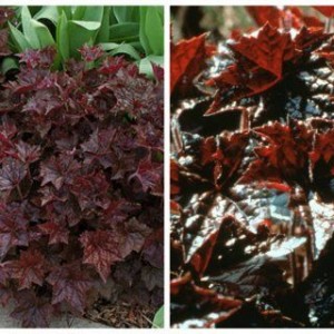 Саженец гейхеры мелкоцветковой Бресингем Бронз (Bressingham Hybrids)