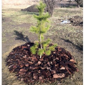 Саженец кедра Ливанского 20-40 см
