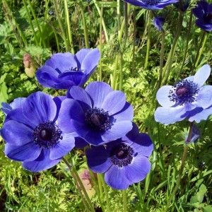 Луковицы анемоны Перелеска благородная -  комплект 5 шт.