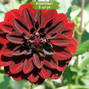 Клубни георгина Арабская ночь -  комплект 5 шт.