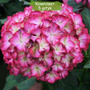 Саженцы гортензии крупнолистной Мэджикал орнамент (Мagical Ornament) -  комплект 5 шт.