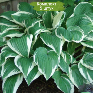 Саженцы хосты Распсодия (Rhapsody) -  комплект 5 шт.