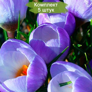 Луковицы крокуса крупноцветкового Блю Перл (Blue Pearl) -  комплект 5 шт.