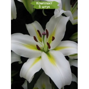 Луковицы лилии Кокосса -  комплект 5 шт.