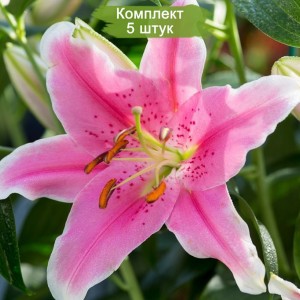 Луковицы лилии Сорбонна (Sorbonne) -  комплект 5 шт.