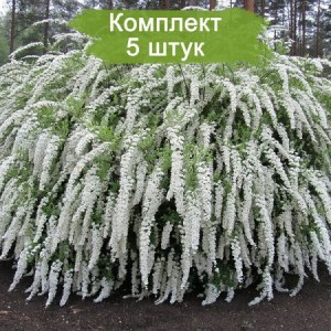 Саженцы спиреи серой ( до 25 см. ) -  комплект 5 шт.