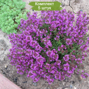 Саженцы тимьяна (чабреца) ползучего Колхида -  комплект 5 шт.