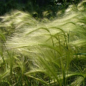 Саженец ковыля Перистого