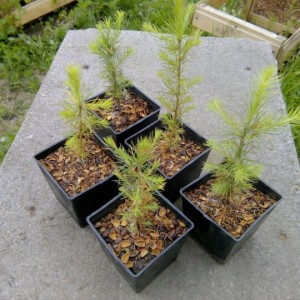 Саженец лиственницы Сибирской до 20 см