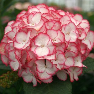 Саженец гортензии крупнолистной Мэджикал колор дрим (Magical Color Dream)