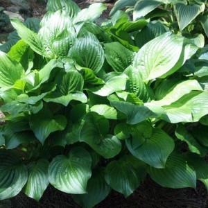 Саженец хосты Роял Стандарт (Royal Standard)