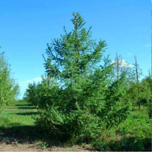 Сеянец Лиственницы Сибирской ( 10- 20 см)