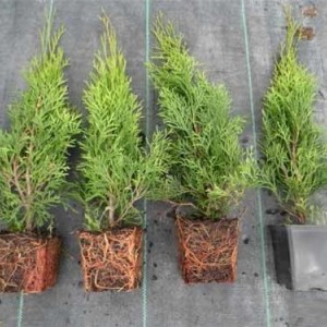Сеянец Туи Колумна до 20 см
