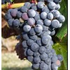 Виноград Аликант Буше