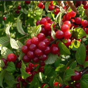 Саженец Вишни войлочной Детской