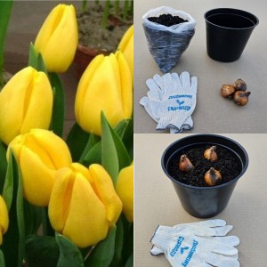 Луковицы тюльпана. Набор для выгонки 3 шт - Тюльпан Стронг Голд