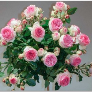 Саженец штамбовой розы Эден Роуз (Eden Rose)